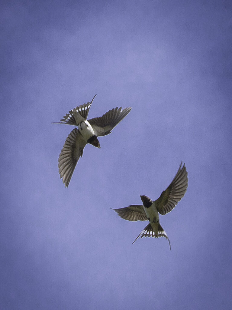 SWCAN_Rencontre_Hirondelle_rustique